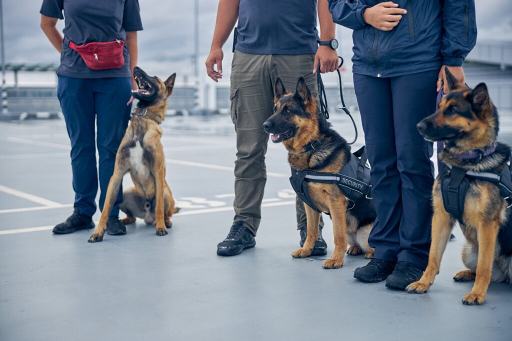 Customs officers standing on the street with dogs