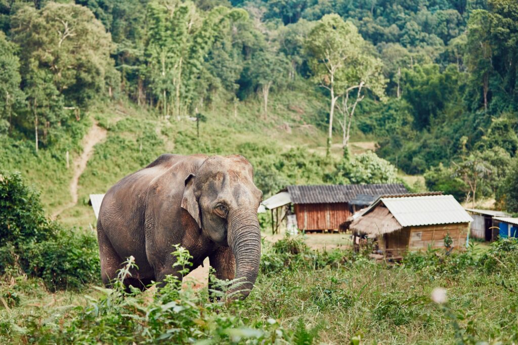 Elephant in village