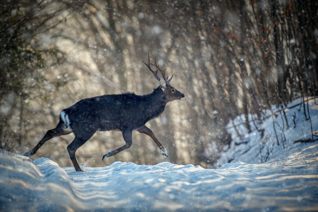 Roe deer run in the winter forest. Animal in natural habitat